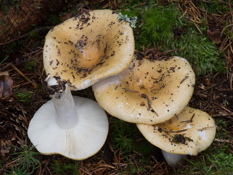 Russula ochroleuca